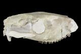 Oreodont (Merycoidodon) Partial Skull - Wyoming #113033-3